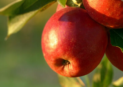Kirschbaum Äpfel