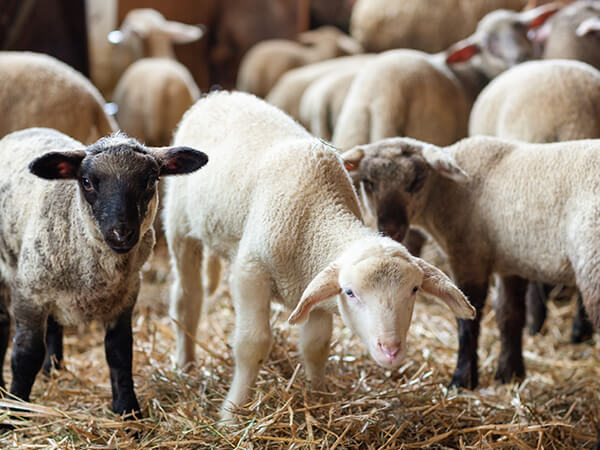 Tierbedarf Schafe, Ziegen und Wild