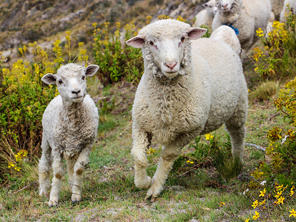 Tiernahrung für Schafe