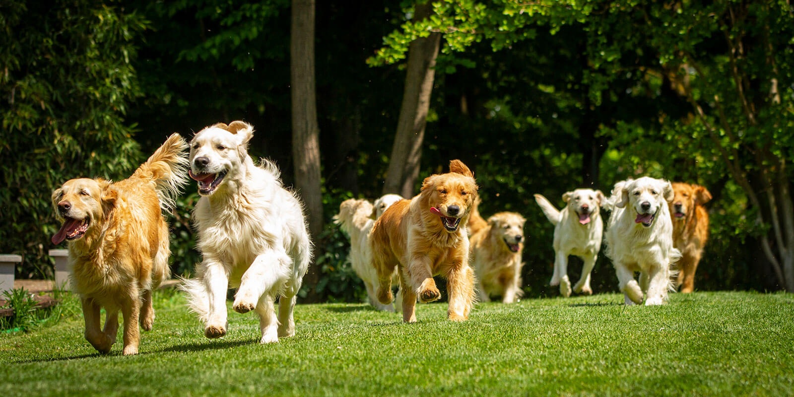 Haustiernahrung für Hunde