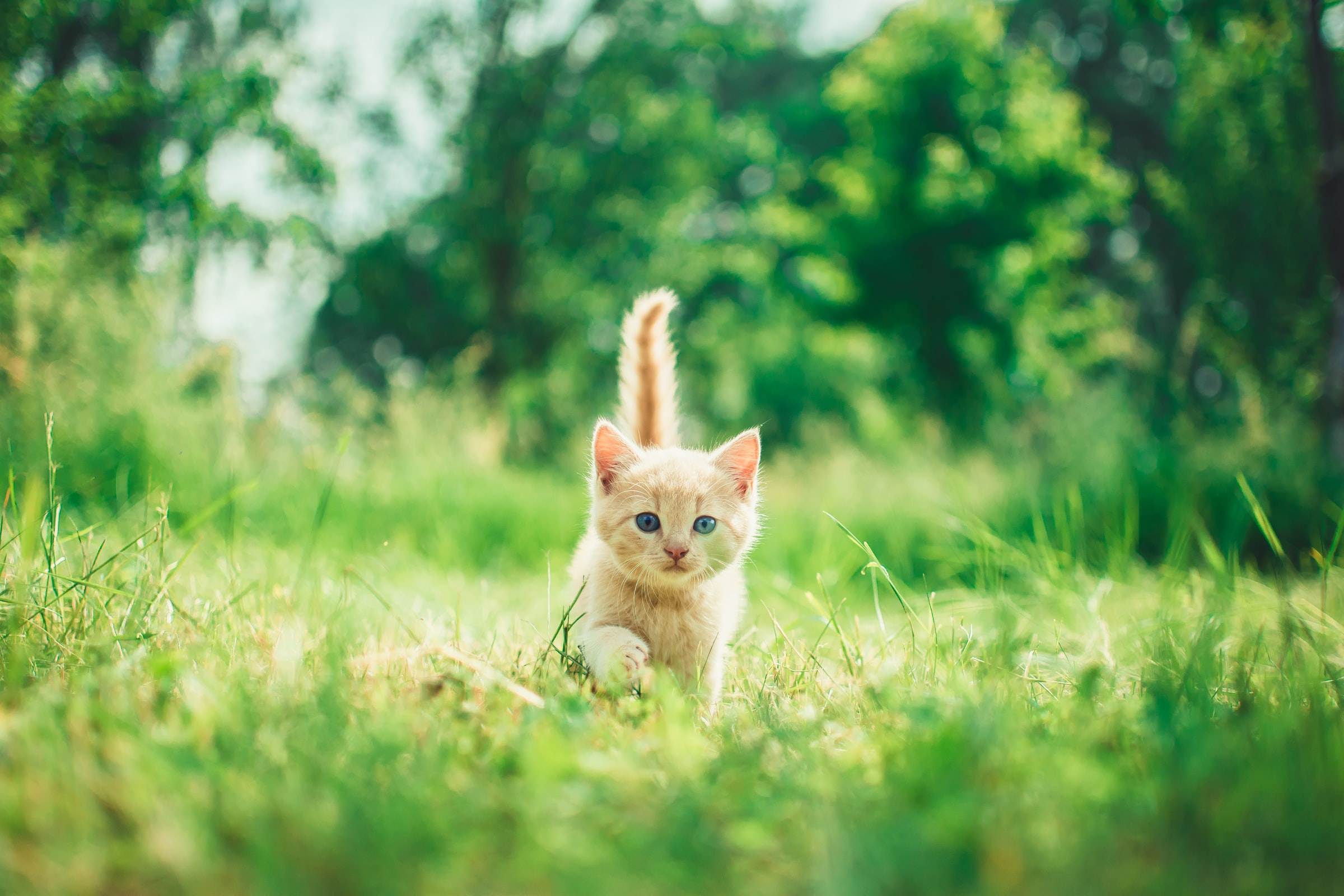 Haustiernahrung für Katzen