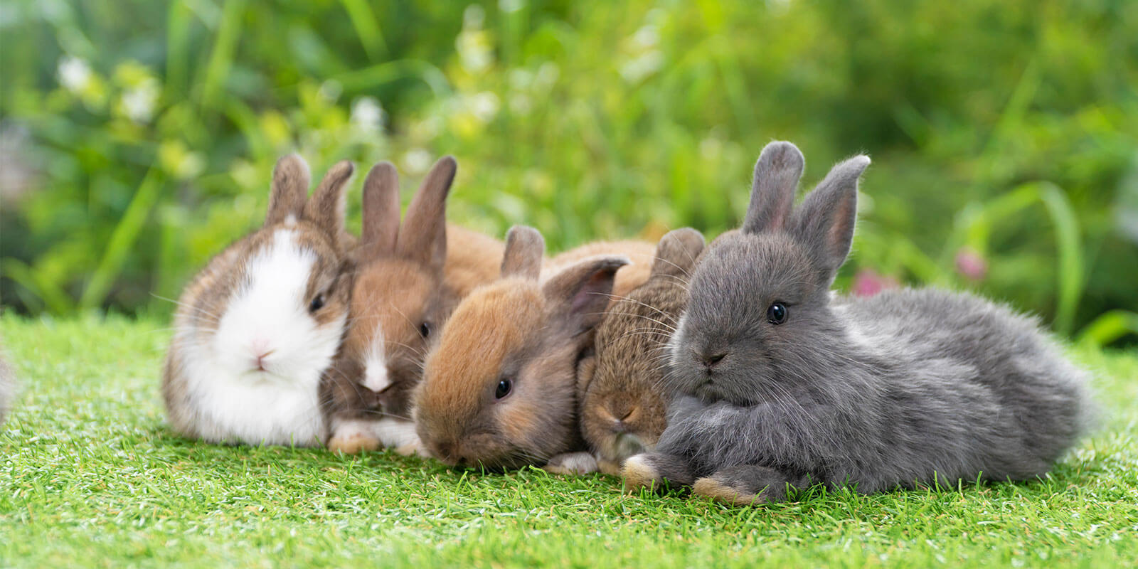 Haustiernahrung für Kaninchen und Nager