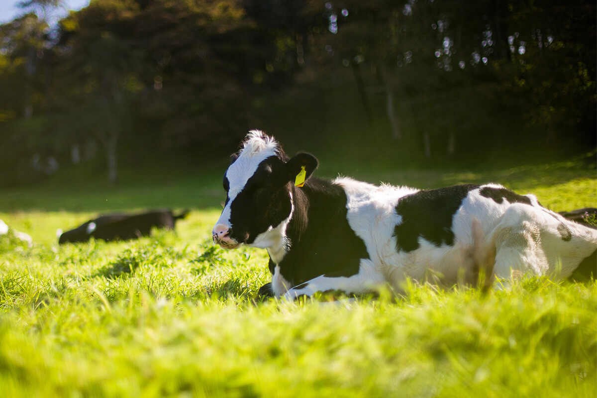 Viehfutter kaufen bei Kirschbaum Tiernahrung