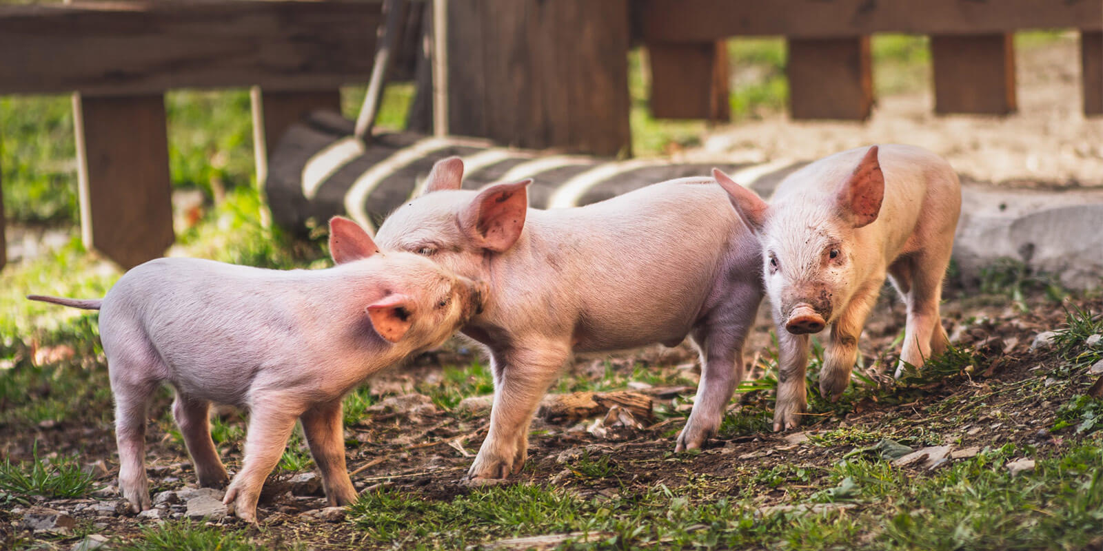 Viehfutter für Schweine